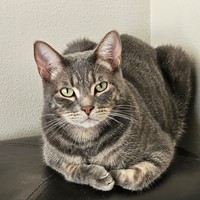 Lost Pet Image
