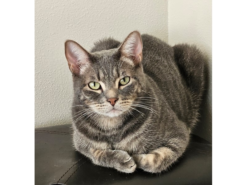 Pet Photo