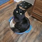 Auri (Aurelius), American Mediumhair, lost pet near Greeley, CO