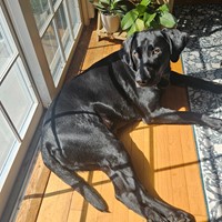 Lost Pet Image