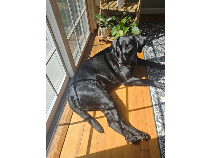 Pet Photo