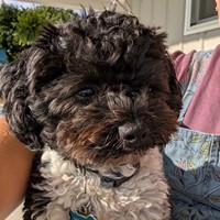 Lost Pet Image