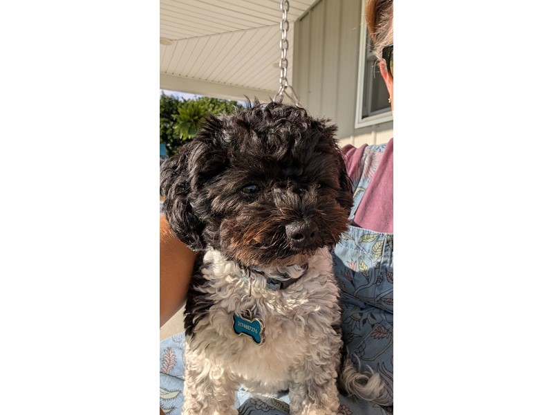 Pet Photo