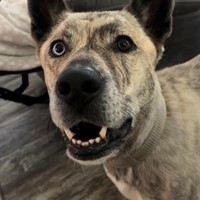 Lost Pet Image