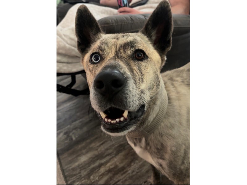 Pet Photo