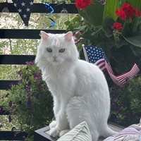 Lost Pet Image