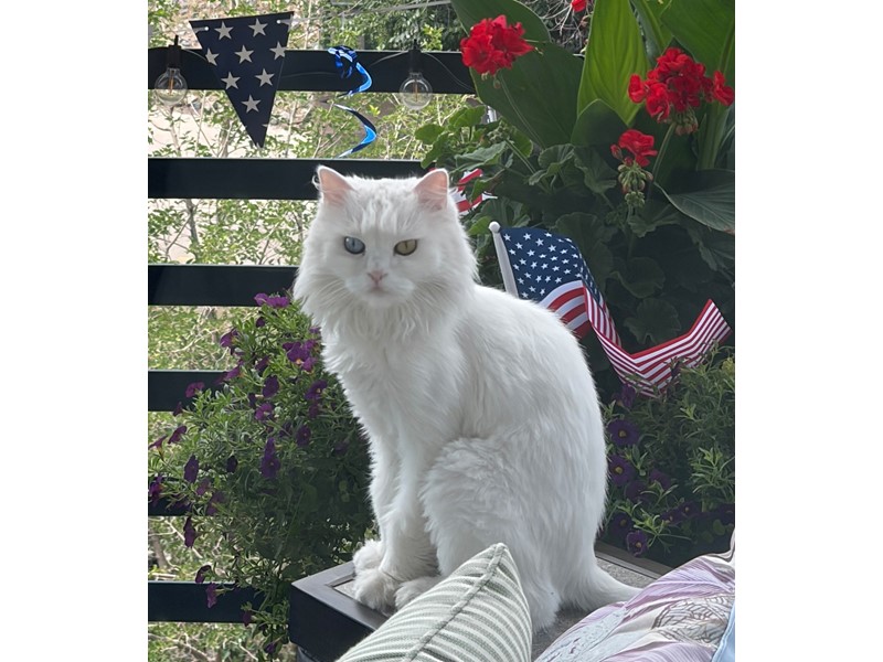 Pet Photo