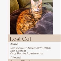 Lost Pet Image
