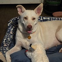 Lost Pet Image