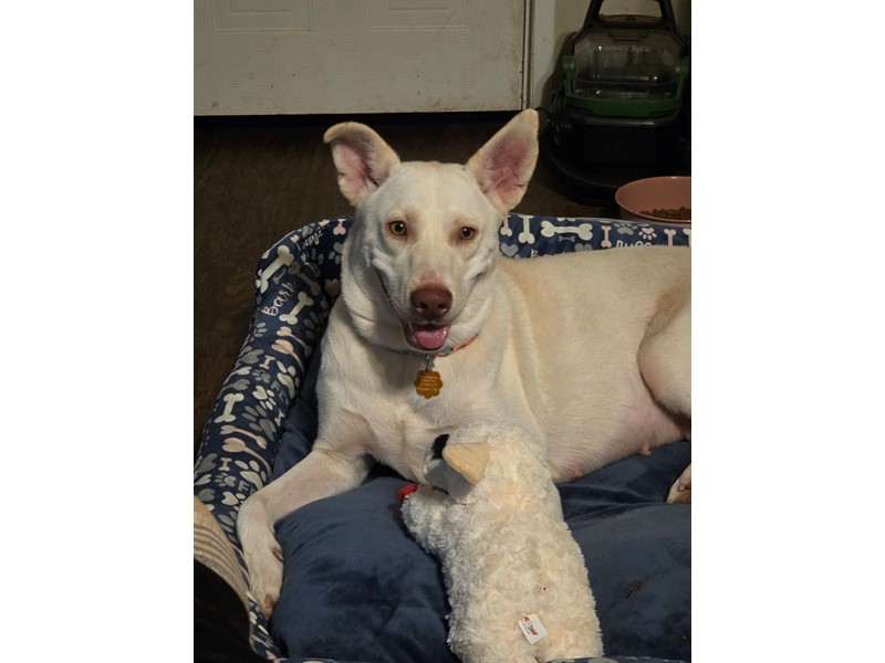 Pet Photo