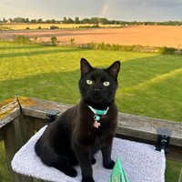 Lost Pet Image