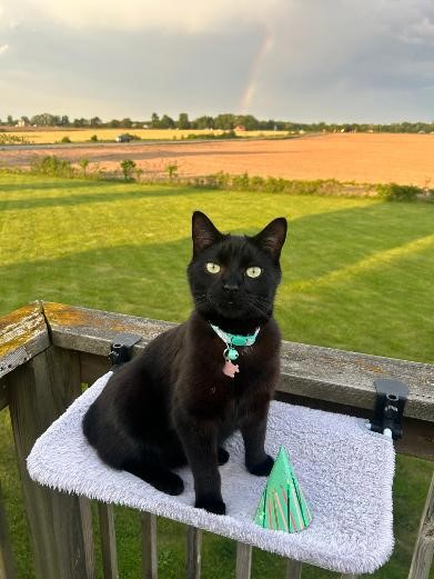 Pet Photo