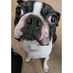 Doctor Chubbs