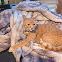 Lost Pet Image