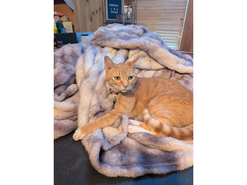 Pet Photo