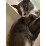 Artemis
