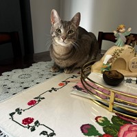 Lost Pet Image