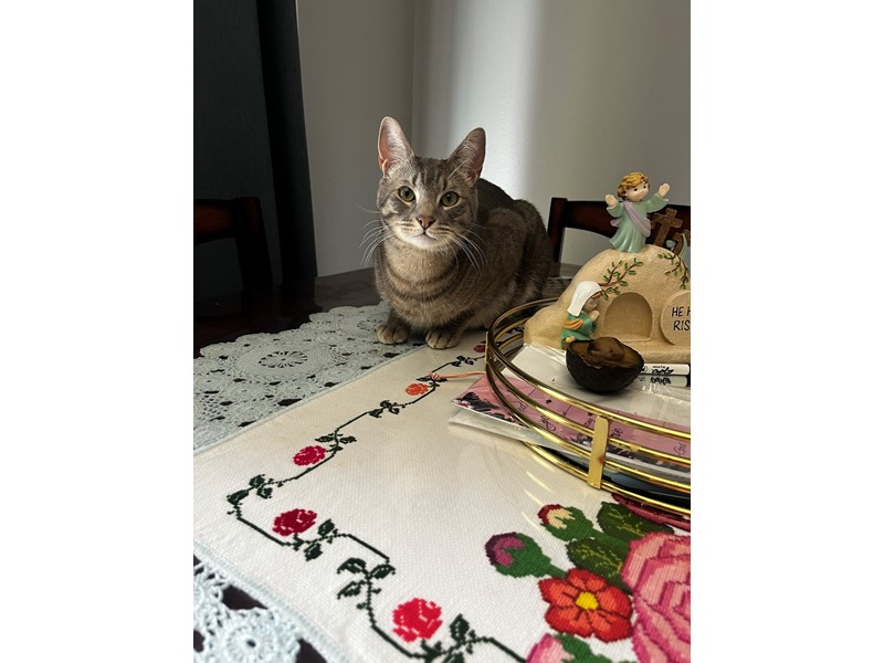Pet Photo