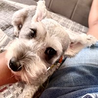 Lost Pet Image