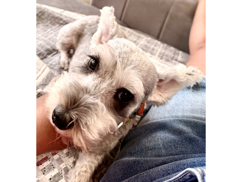 Pet Photo
