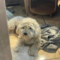 Lost Pet Image