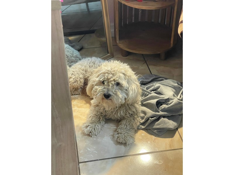 Pet Photo