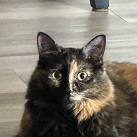 Lost Pet Image