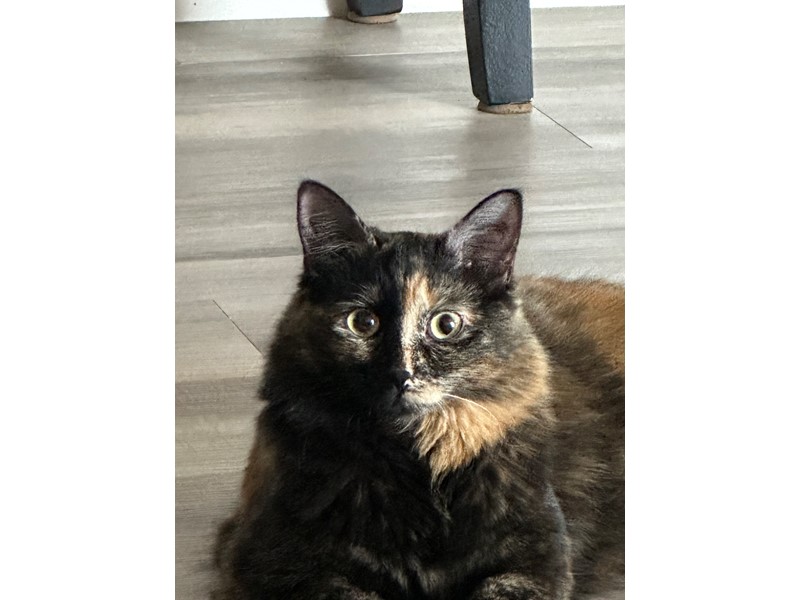 Pet Photo
