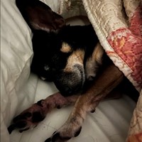 Lost Pet Image