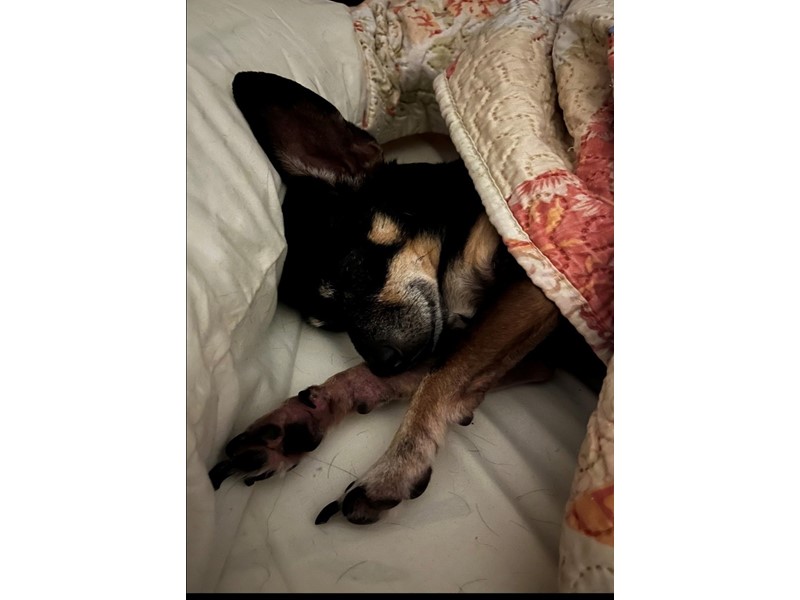 Pet Photo