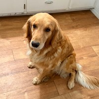 Lost Pet Image