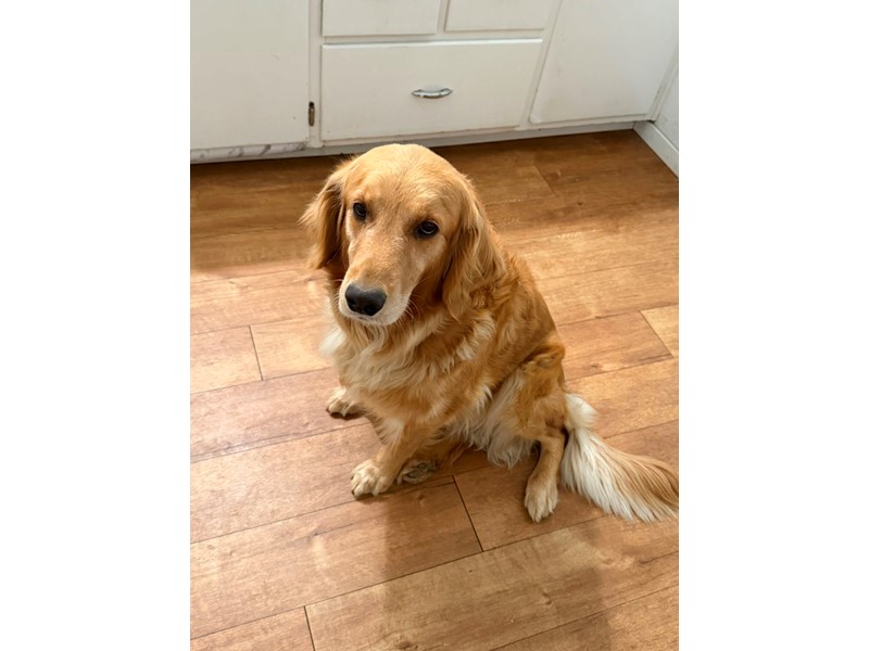 Pet Photo