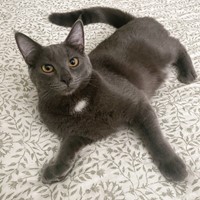 Lost Pet Image
