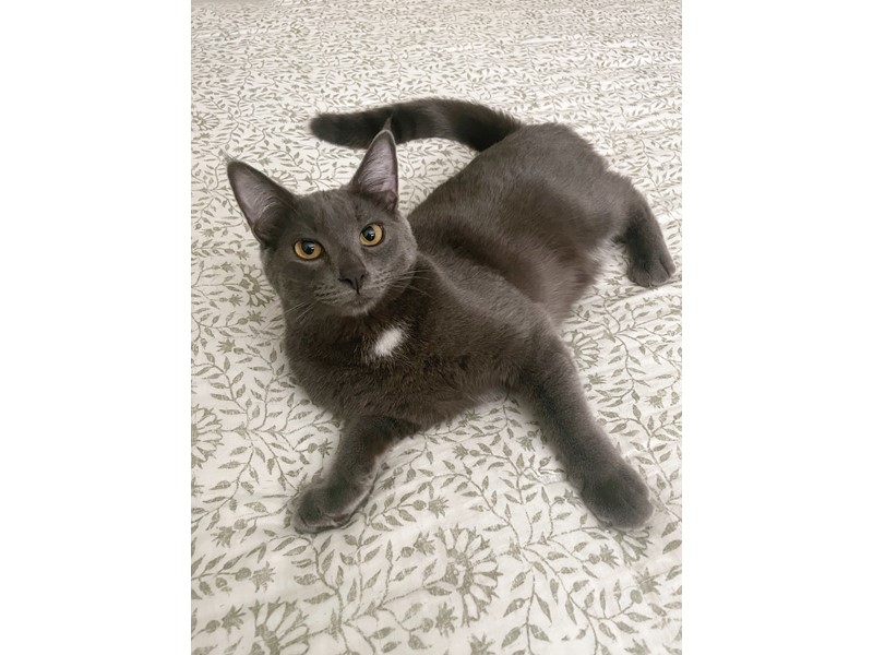 Pet Photo