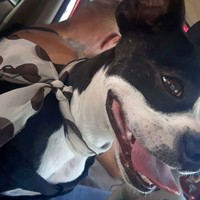 Lost Pet Image