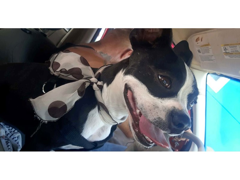 Pet Photo