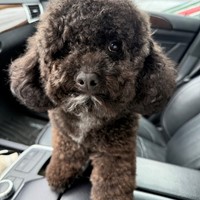 Lost Pet Image