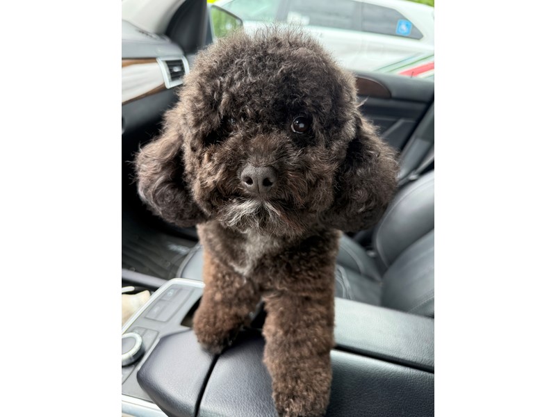 Pet Photo