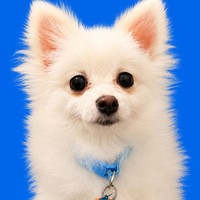 Lost Pet Image