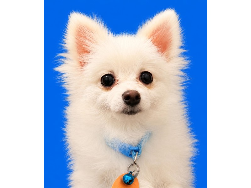 Pet Photo