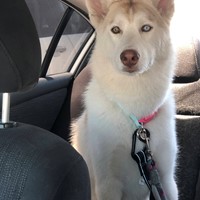 Lost Pet Image