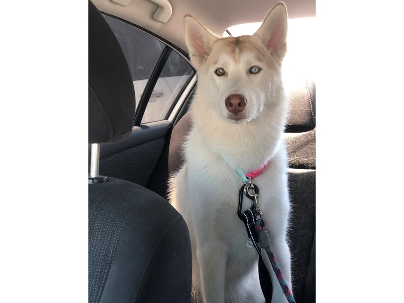 Pet Photo