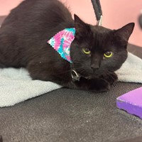 Lost Pet Image