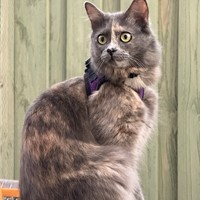 Lost Pet Image