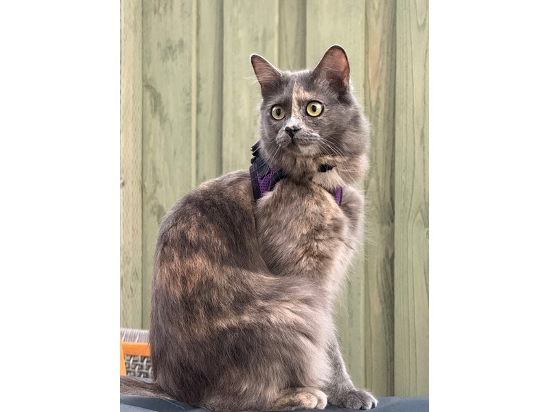 Pet Photo
