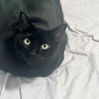 Lost Pet Image