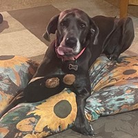 Lost Pet Image