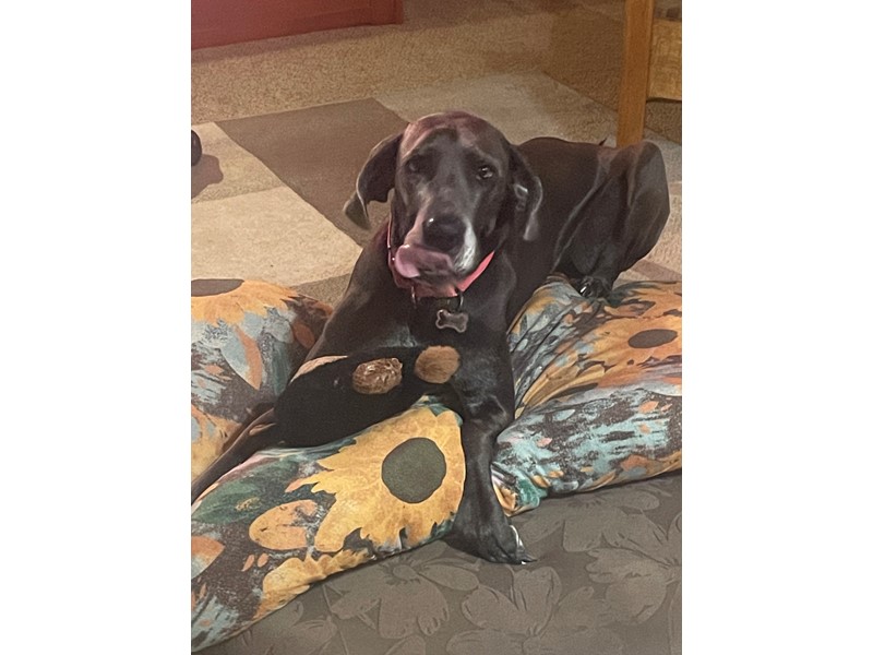 Pet Photo