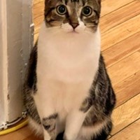 Lost Pet Image