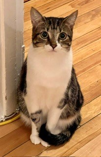 Pet Photo